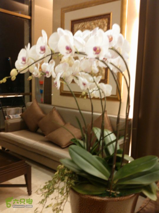 新北市三峡区晚上买水果IMG20120809205445_眸目压缩