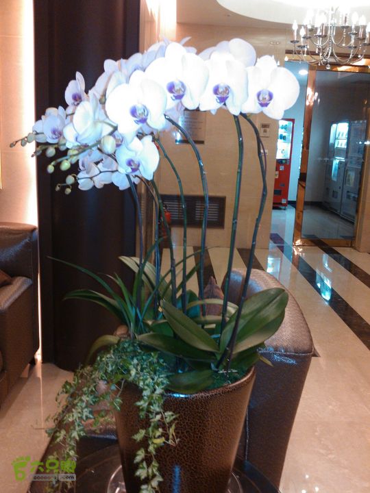 新北市三峡区晚上买水果IMG20120809210355_眸目压缩