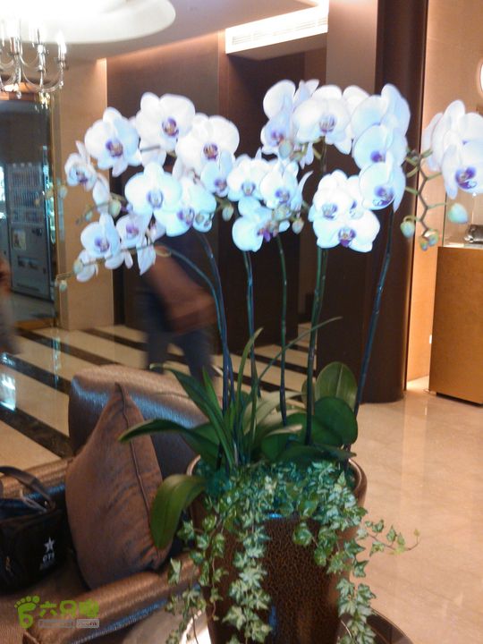 新北市三峡区晚上买水果IMG20120809210403_眸目压缩