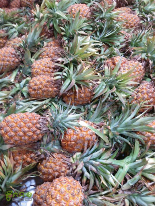 新北市三峡区晚上买水果IMG20120809211437_眸目压缩