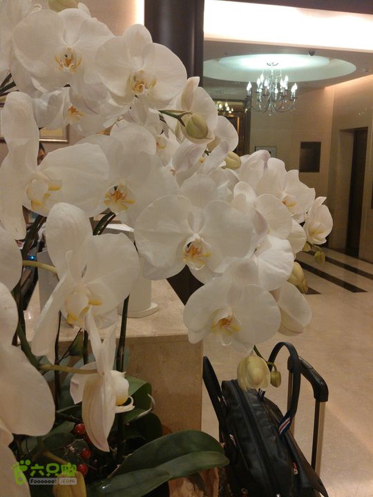 新北市三峡区晚上买水果IMG20120809214706_眸目压缩