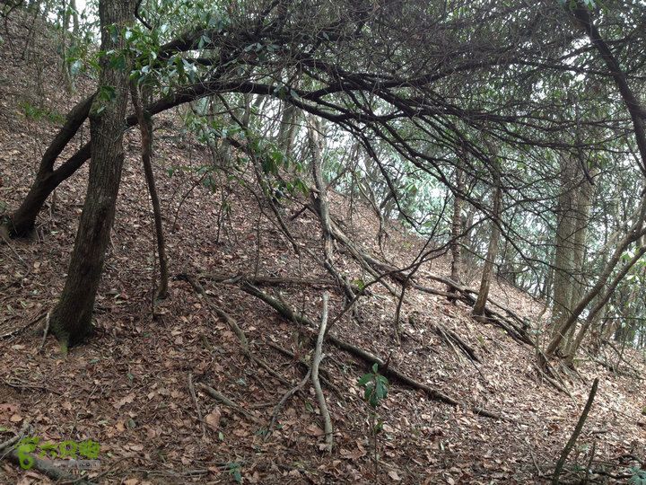 登顶宜春最高峰--太平山1736宜春太平山031