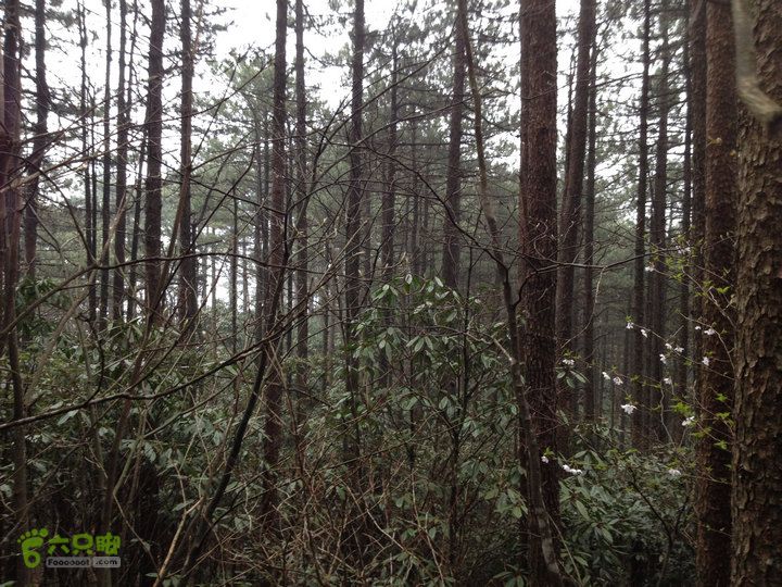 登顶宜春最高峰--太平山1736宜春太平山037