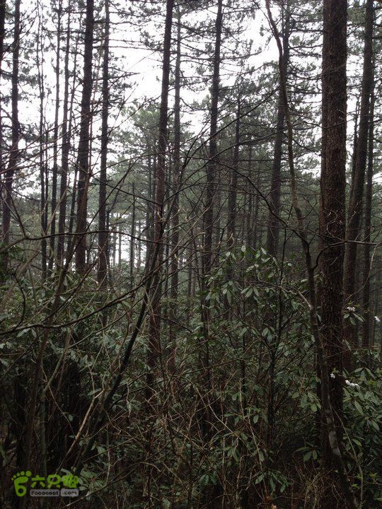 登顶宜春最高峰--太平山1736宜春太平山038