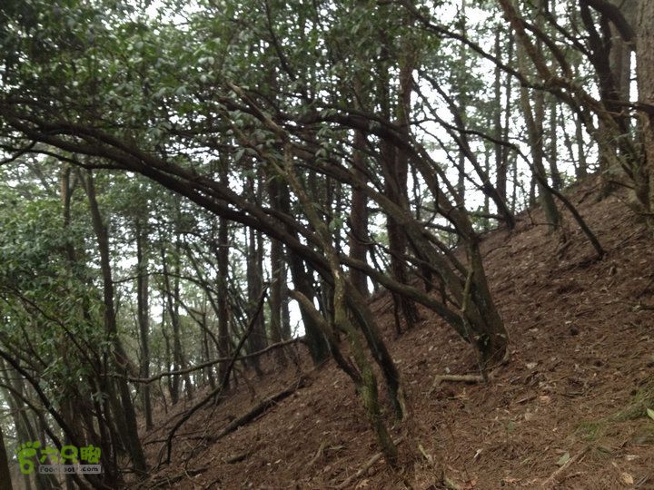 登顶宜春最高峰--太平山1736宜春太平山039