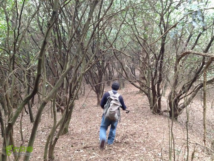 登顶宜春最高峰--太平山1736宜春太平山040