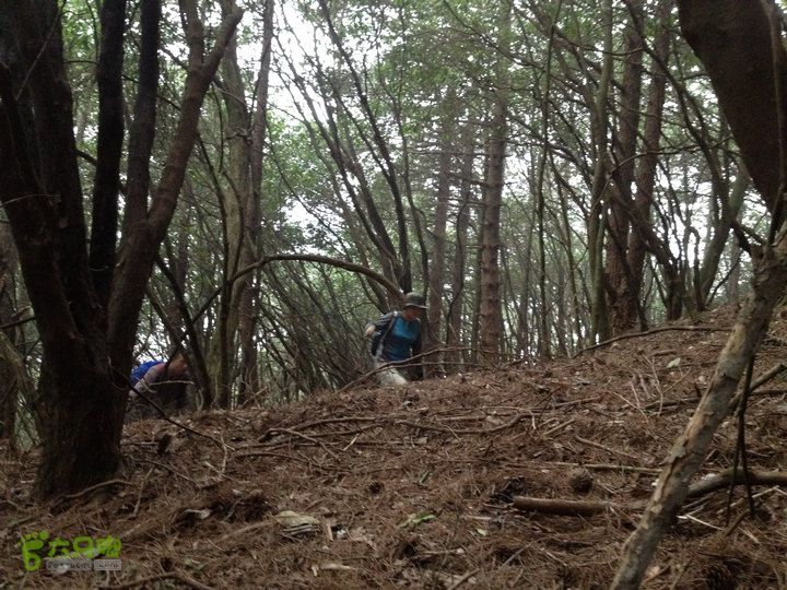 登顶宜春最高峰--太平山1736宜春太平山044