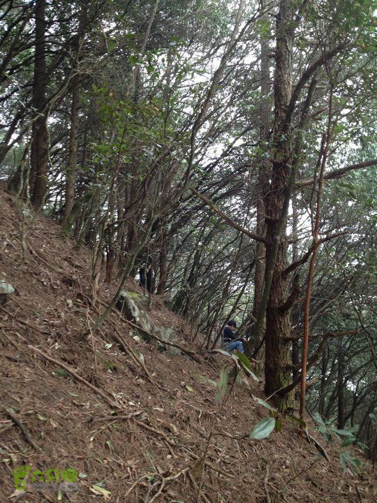 登顶宜春最高峰--太平山1736宜春太平山048