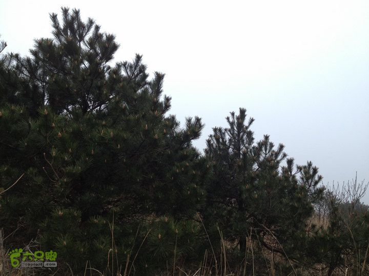 登顶宜春最高峰--太平山1736宜春太平山084