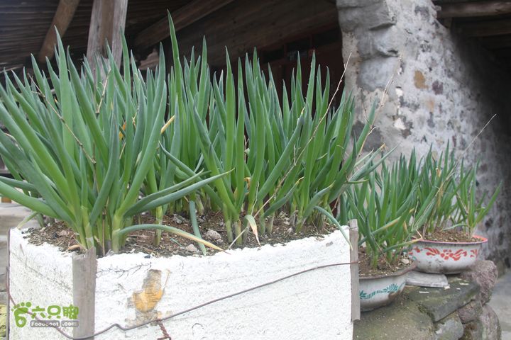 梅锡--一线天--毛岙--章水宁波人管这个叫天葱