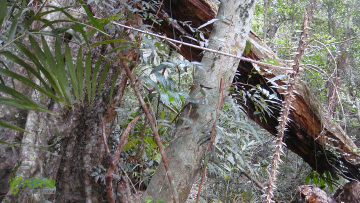 20130228-海南尖峰岭骑行DSC00243