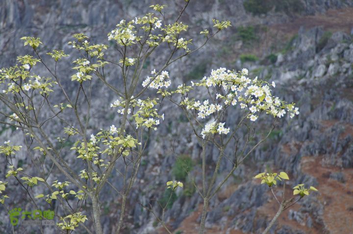 摩旅云南罗平-广西沿边公路（第三天.隆林-兴义-罗平-丘北） DSC02775