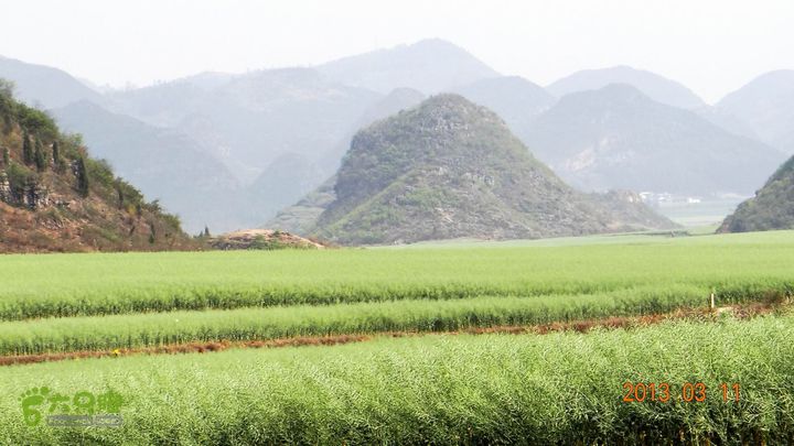 摩旅云南罗平-广西沿边公路（第三天.隆林-兴义-罗平-丘北） DSCF9946