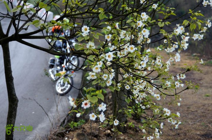 摩旅云南罗平-广西沿边公路（第三天.隆林-兴义-罗平-丘北） DSCF9960