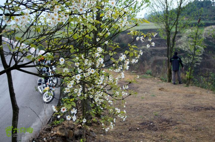 摩旅云南罗平-广西沿边公路（第三天.隆林-兴义-罗平-丘北） DSCF9961