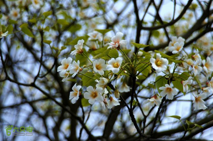 摩旅云南罗平-广西沿边公路（第三天.隆林-兴义-罗平-丘北） DSCF9969