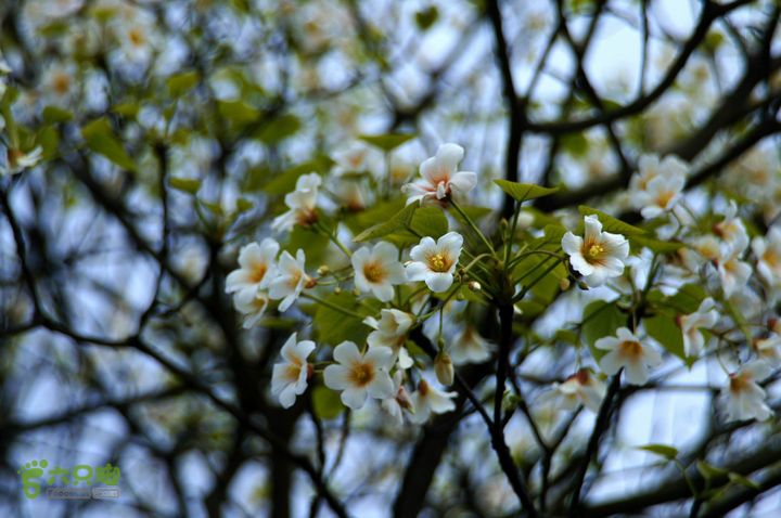 摩旅云南罗平-广西沿边公路（第三天.隆林-兴义-罗平-丘北） DSCF9970