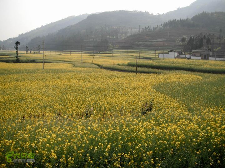 摩旅云南罗平-广西沿边公路（第三天.隆林-兴义-罗平-丘北） DSCF9989