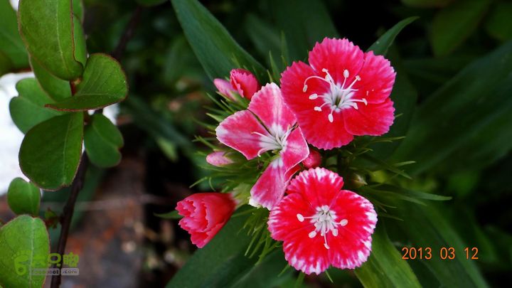 摩旅云南罗平-广西沿边公路（第四天丘北普者黑-广南县-富宁）DSC00535