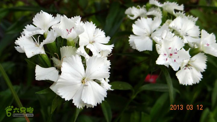 摩旅云南罗平-广西沿边公路（第四天丘北普者黑-广南县-富宁）DSC00536