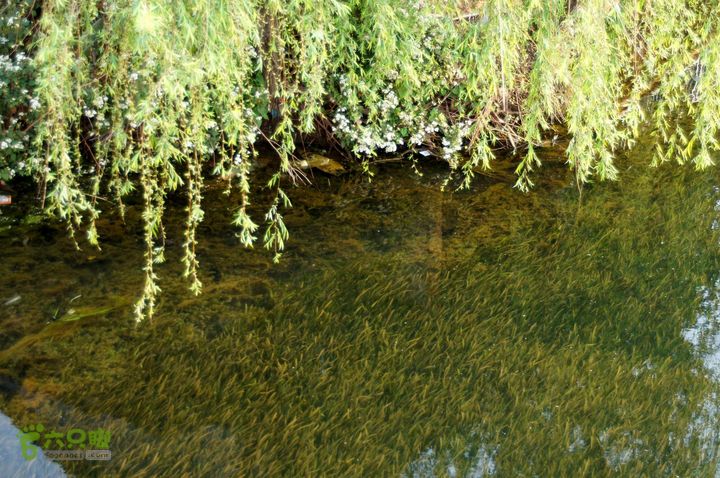 摩旅云南罗平-广西沿边公路（第四天丘北普者黑-广南县-富宁）DSC00573