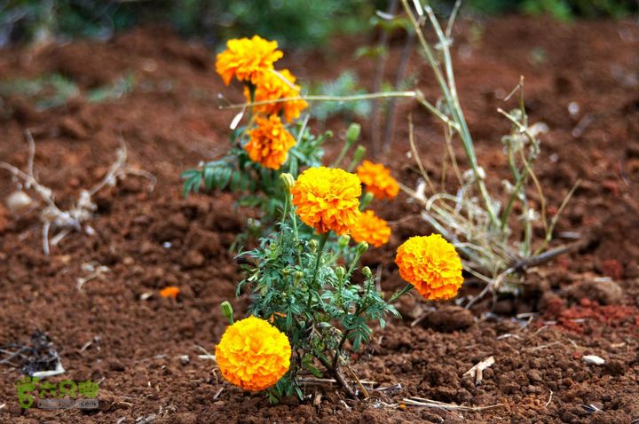 摩旅云南罗平-广西沿边公路（第四天丘北普者黑-广南县-富宁）DSC00591