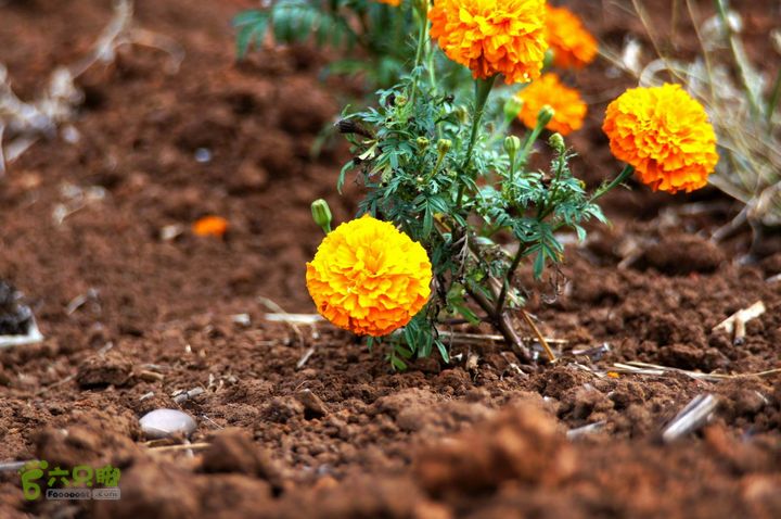 摩旅云南罗平-广西沿边公路（第四天丘北普者黑-广南县-富宁）DSC00592