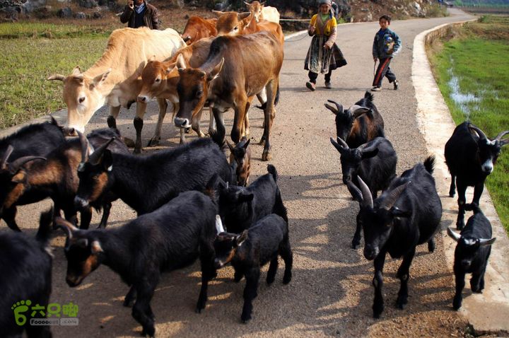 摩旅云南罗平-广西沿边公路（第四天丘北普者黑-广南县-富宁）DSC00596