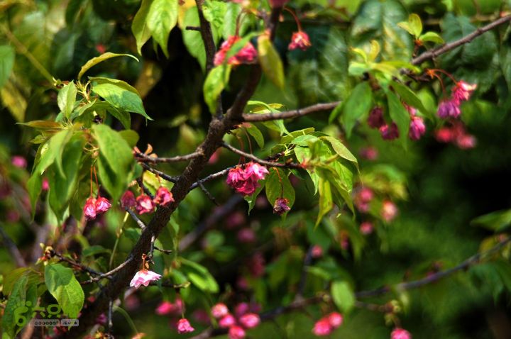 摩旅云南罗平-广西沿边公路（第四天丘北普者黑-广南县-富宁）DSC00607