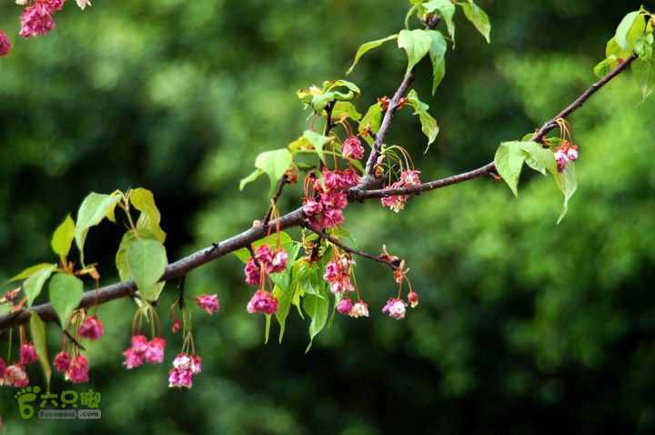 摩旅云南罗平-广西沿边公路（第四天丘北普者黑-广南县-富宁）DSC00617