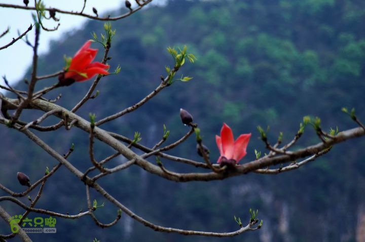 摩旅云南罗平-广西沿边公路（第四天丘北普者黑-广南县-富宁）DSC00631