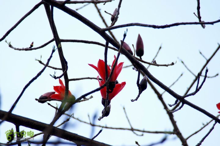 摩旅云南罗平-广西沿边公路（第四天丘北普者黑-广南县-富宁）DSC00633