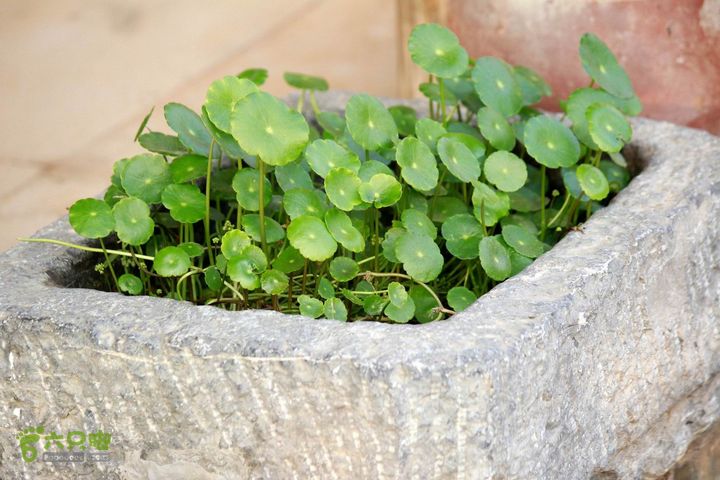 摩旅云南罗平-广西沿边公路（第四天丘北普者黑-广南县-富宁）_MG_7231