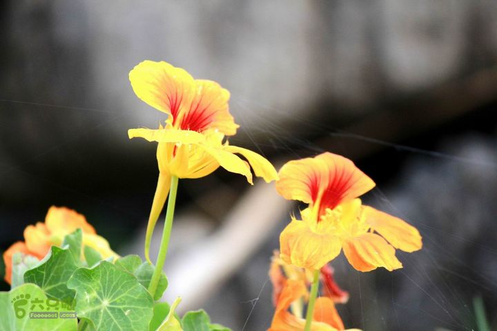 摩旅云南罗平-广西沿边公路（第四天丘北普者黑-广南县-富宁）_MG_7232