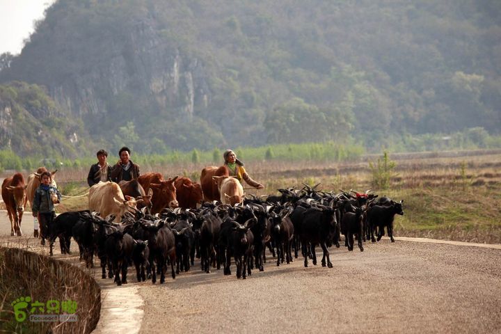 摩旅云南罗平-广西沿边公路（第四天丘北普者黑-广南县-富宁）_MG_7242