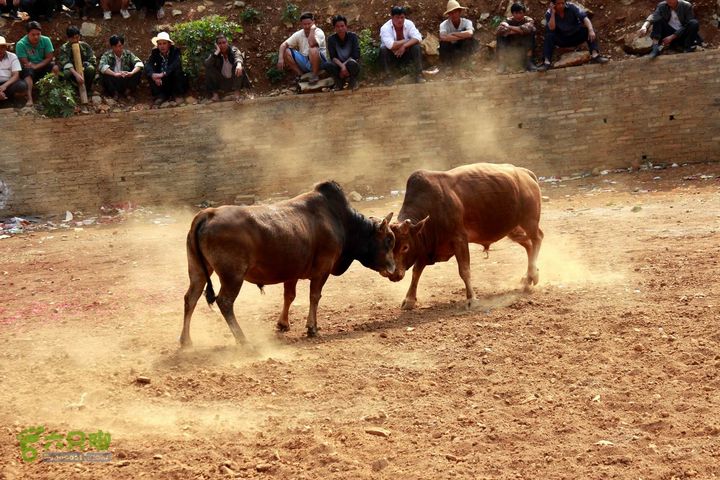 摩旅云南罗平-广西沿边公路（第四天丘北普者黑-广南县-富宁）_MG_7251