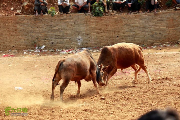 摩旅云南罗平-广西沿边公路（第四天丘北普者黑-广南县-富宁）_MG_7253