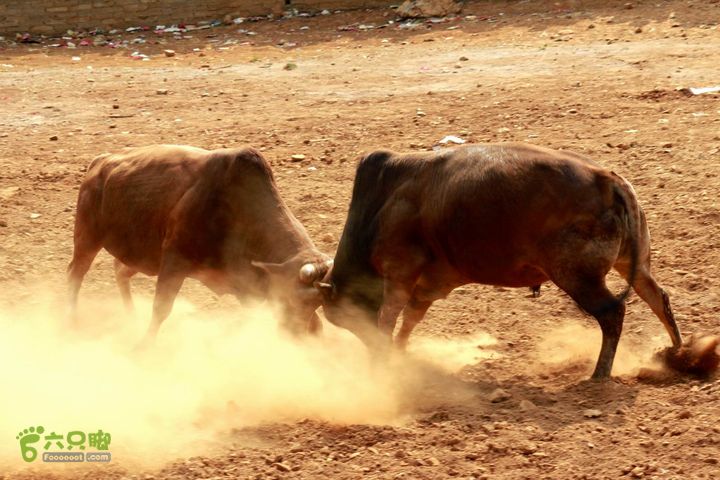 摩旅云南罗平-广西沿边公路（第四天丘北普者黑-广南县-富宁）_MG_7254