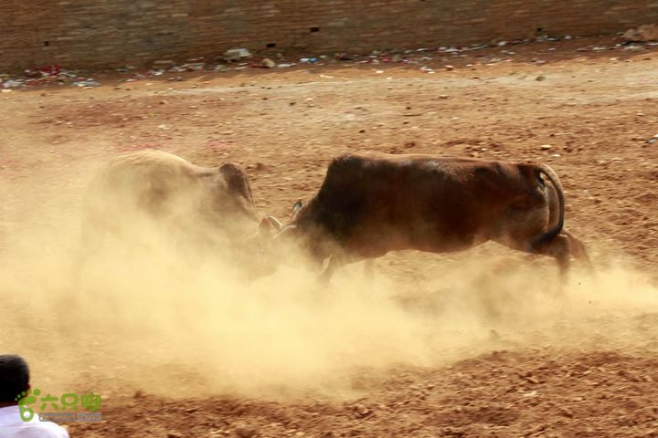 摩旅云南罗平-广西沿边公路（第四天丘北普者黑-广南县-富宁）_MG_7255