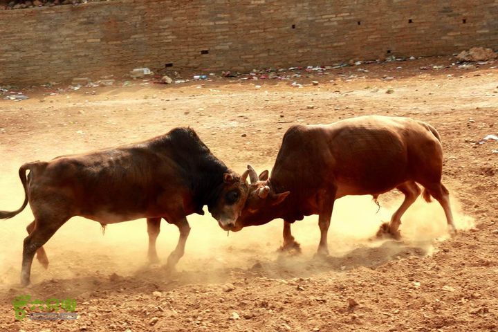 摩旅云南罗平-广西沿边公路（第四天丘北普者黑-广南县-富宁）_MG_7256