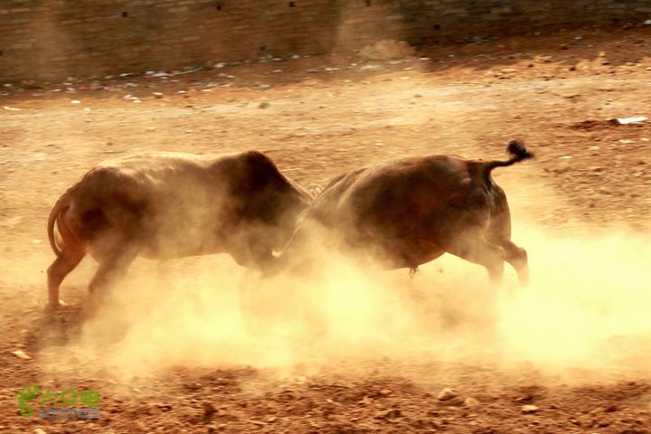 摩旅云南罗平-广西沿边公路（第四天丘北普者黑-广南县-富宁）_MG_7257