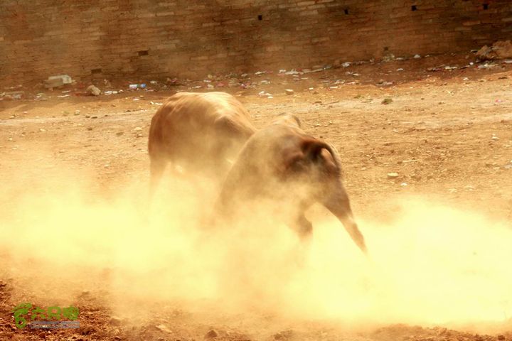 摩旅云南罗平-广西沿边公路（第四天丘北普者黑-广南县-富宁）_MG_7258