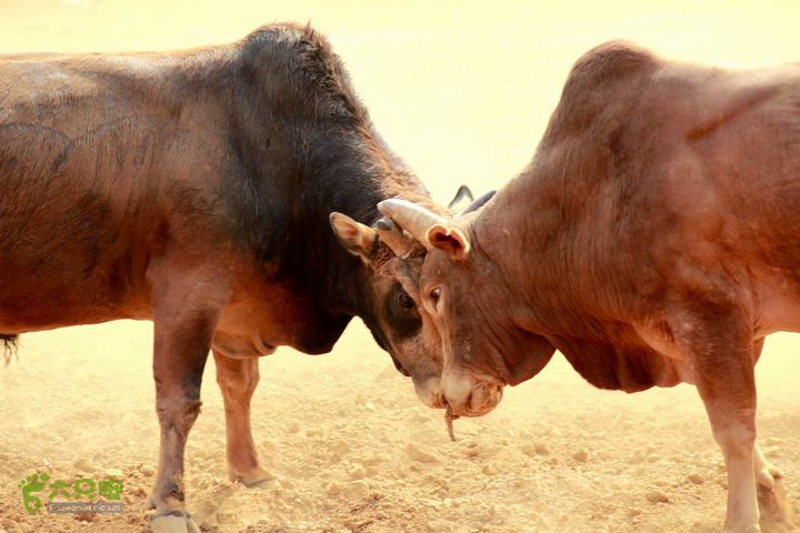摩旅云南罗平-广西沿边公路（第四天丘北普者黑-广南县-富宁）_MG_7259