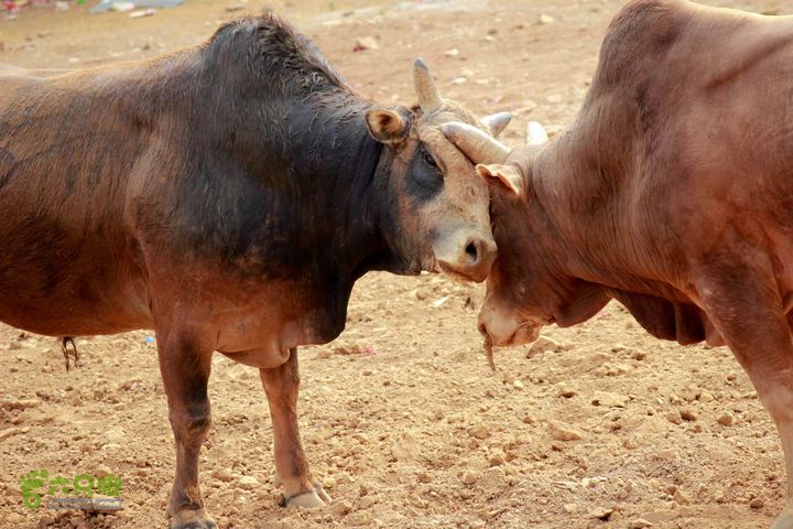 摩旅云南罗平-广西沿边公路（第四天丘北普者黑-广南县-富宁）_MG_7260