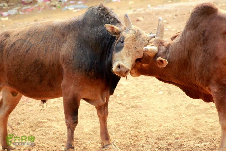 摩旅云南罗平-广西沿边公路（第四天丘北普者黑-广南县-富宁）_MG_7261