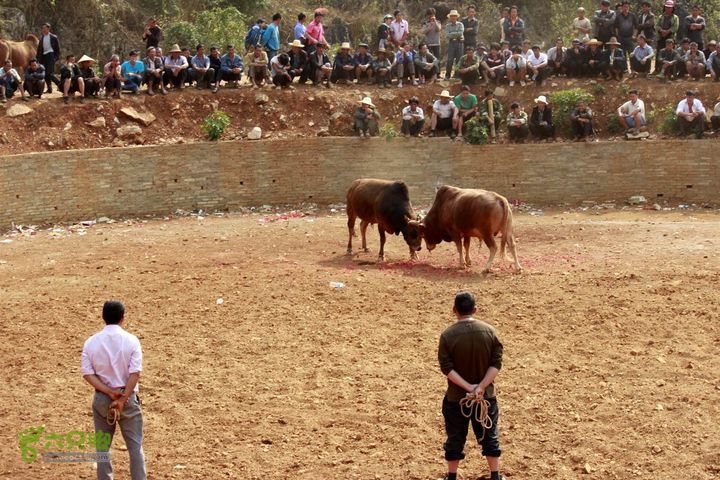 摩旅云南罗平-广西沿边公路（第四天丘北普者黑-广南县-富宁）_MG_7262