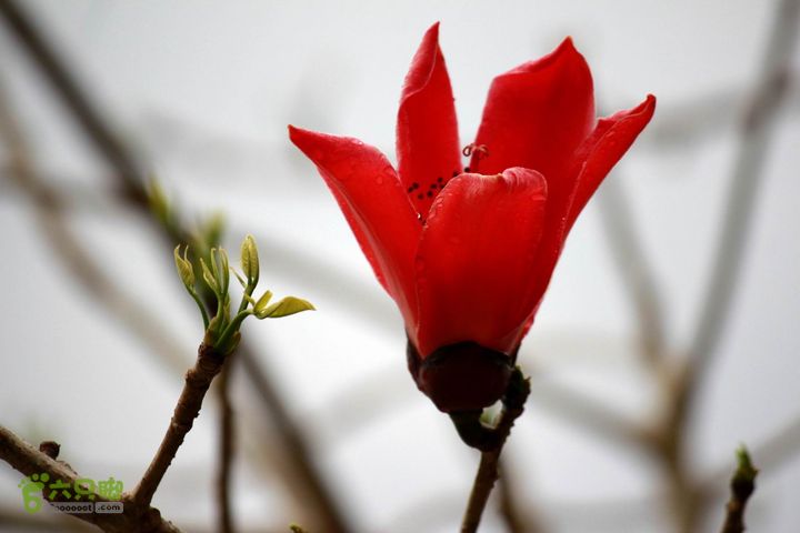摩旅云南罗平-广西沿边公路（第四天丘北普者黑-广南县-富宁）_MG_7265