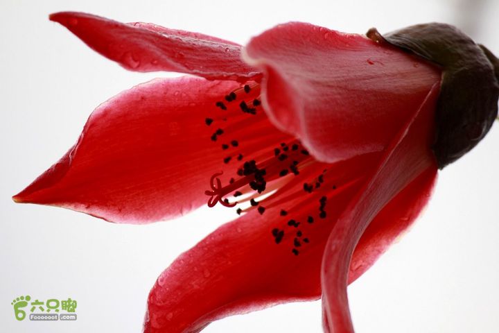 摩旅云南罗平-广西沿边公路（第四天丘北普者黑-广南县-富宁）_MG_7266