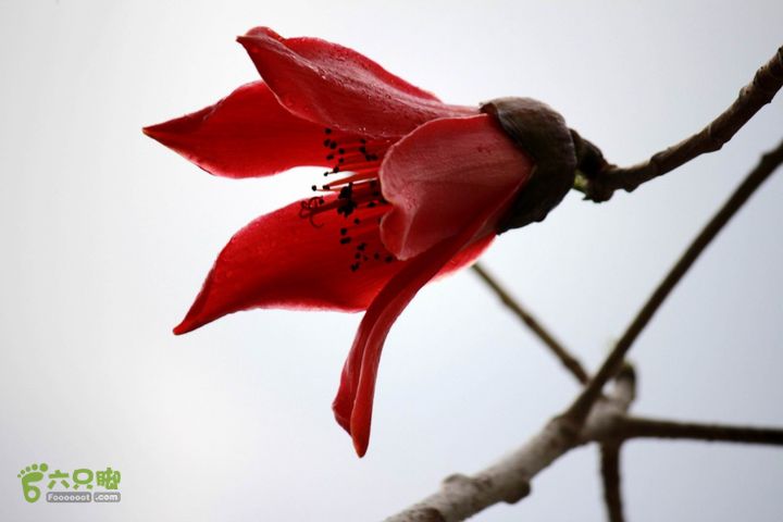 摩旅云南罗平-广西沿边公路（第四天丘北普者黑-广南县-富宁）_MG_7267