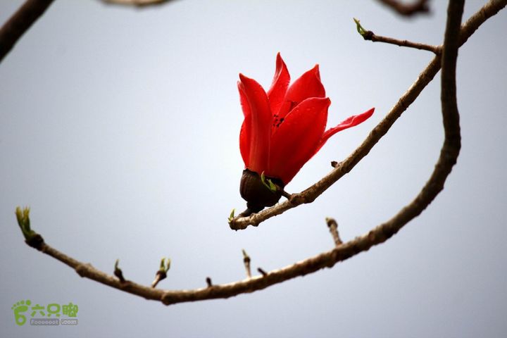 摩旅云南罗平-广西沿边公路（第四天丘北普者黑-广南县-富宁）_MG_7269